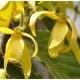 🌿 **Unlock the Secrets of Ylang Ylang Oil! 🌺✨**