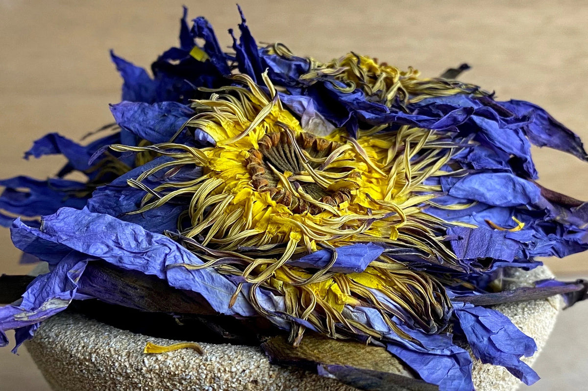 Blue Lotus Flower