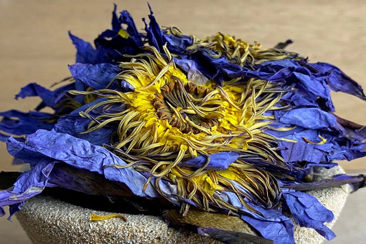 Blue Lotus Flower