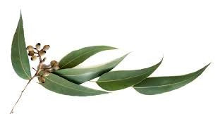 Eucalyptus 