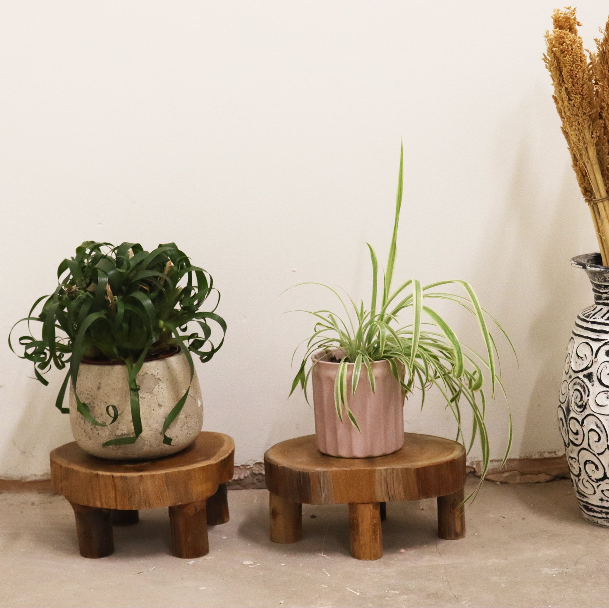 2x Low Teak Pad Display displaying plant pots